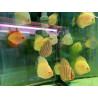 10 Mix of discus tropical fish 2/3"