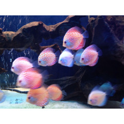 10 Mix of discus tropical fish 2/3"