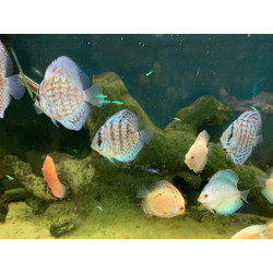 5 Mix of discus tropical fish 2/3"