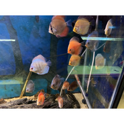 5 Mix of discus tropical fish 2/3"