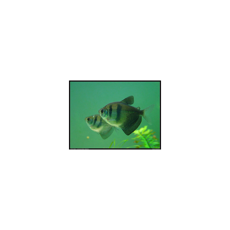 Black skirt Tetra Tropical Gymnocorymbus ternetzi tropical fish Large 3cm