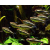 Neon Black Tetra Tropical Hyphessobrycon herbertaxelrodi tropical fish Large